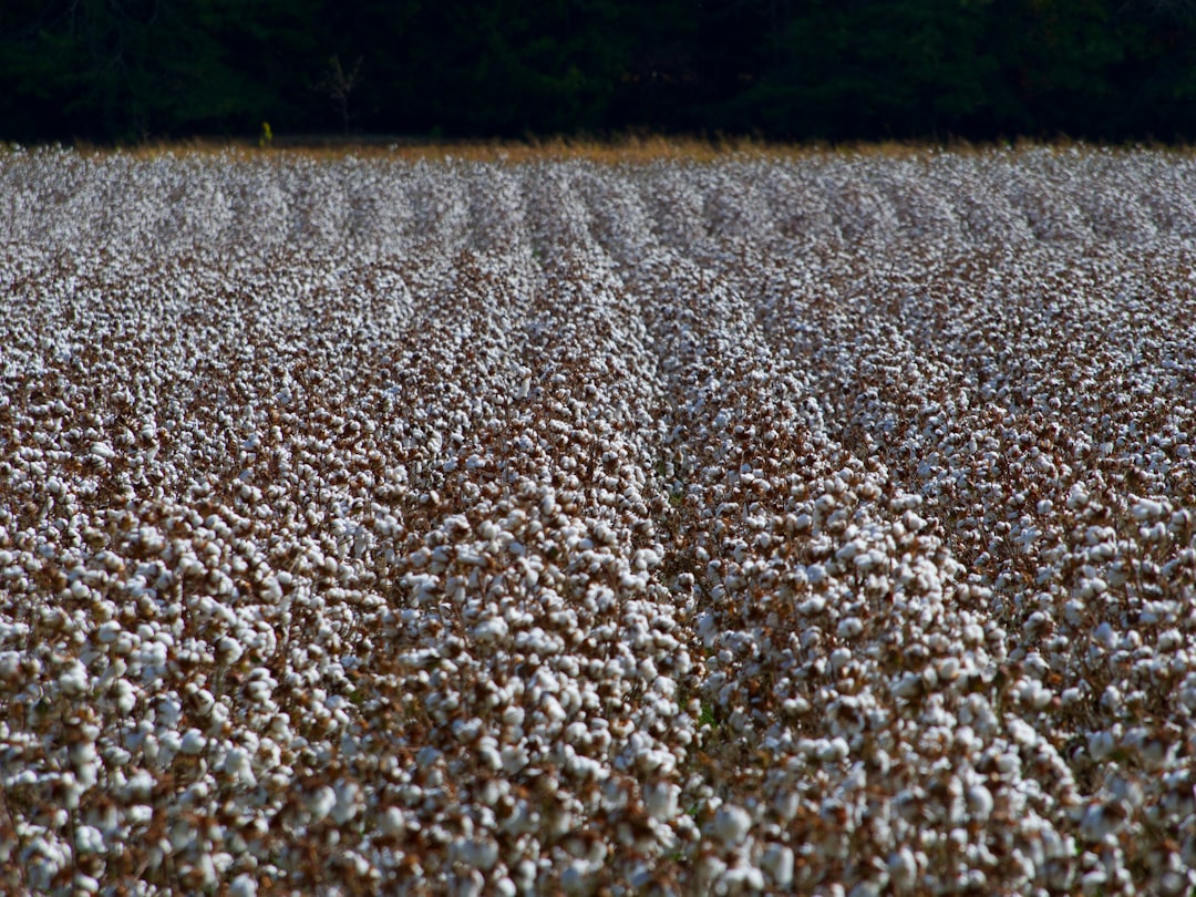 Photo Cotton field