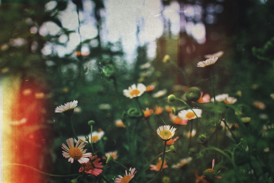 Photo casket, flowers